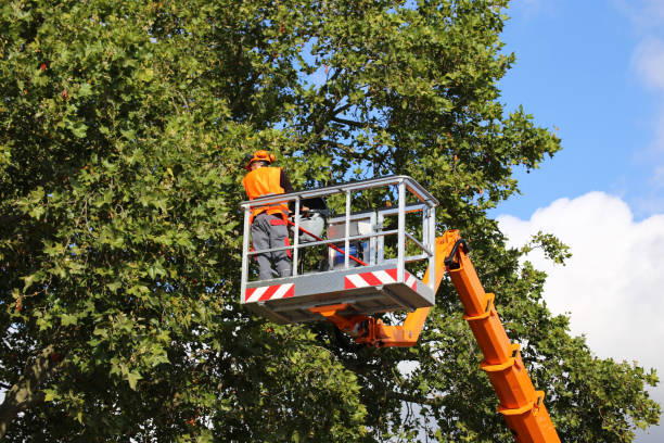 Professional Tree Removal and Landscaping Services in Fairmont, IL